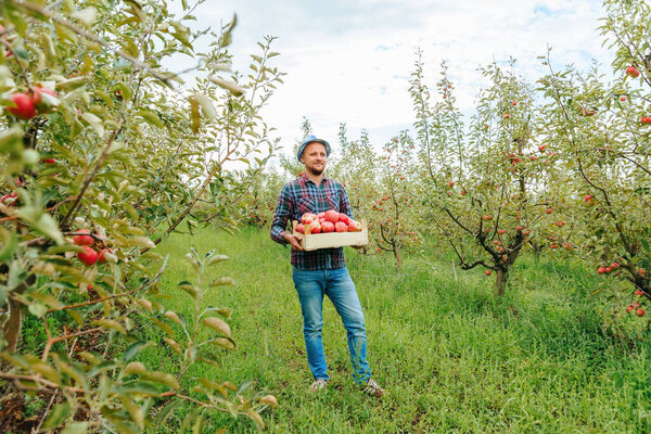 Front view young male farmer stands in an orchard smile hold a box with big red apples in his hands. In the apple orchard, the weather is good at the end of the working day. Cloudless sky all around.