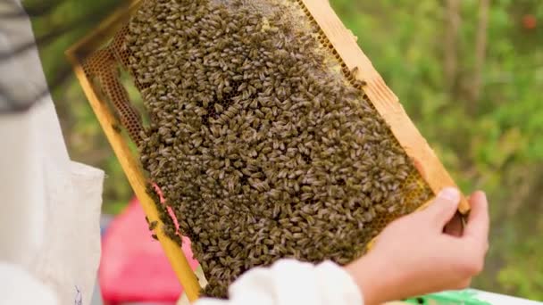 Apicultor Segura Uma Bandeja Para Abelhas Reprodutoras Examina Cuidadosamente Favos — Vídeo de Stock
