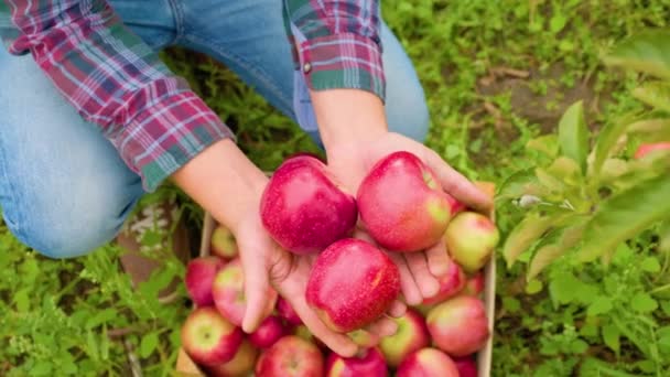 Zamazane Tło Nierozpoznawalne Ręce Rolników Trzymających Trzy Soczyste Dojrzałe Jabłka — Wideo stockowe