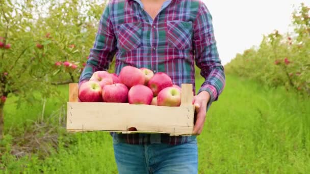 Zavřít Přední Pohled Dřevěné Krabice Červenými Jablky Rukou Farmáře Jablečném — Stock video