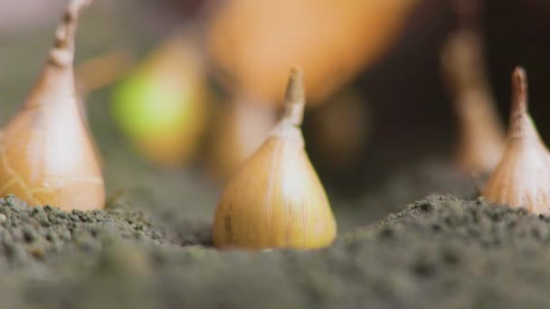 Makro Görünüm Soğan Çekirdeği Soğanının Yakınında Toprak Tıkanmış Ekin Ekimi — Stok video