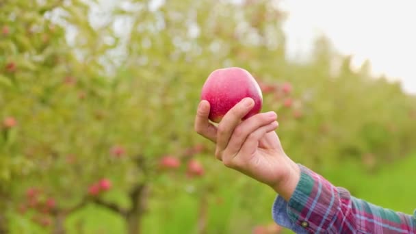 Yakın Plan Hasat Yapan Çiftçinin Elindeki Olgun Kırmızı Elma Elma — Stok video