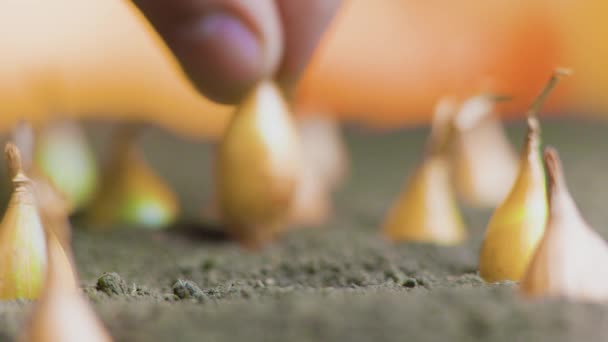 タマネギの種を地面に植えます 植え付けプロセスのマクロビュー 庭の仕事の終わり 農家の手 タマネギの播種 — ストック動画