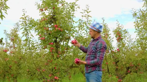 Widok Boku Młodego Rolnika Poważnym Spojrzeniem Uważnie Bada Owoc Jabłka — Wideo stockowe