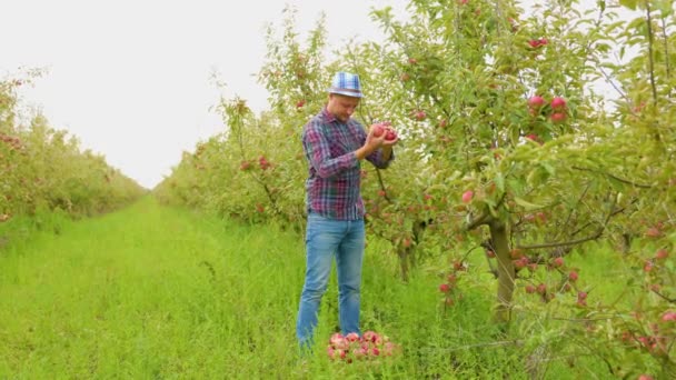 リンゴ農家の若い男性労働者がリンゴを手で摘んで箱に入れました 実り多い一日でした 地平線の向こうに広大な果樹園が広がっています — ストック動画