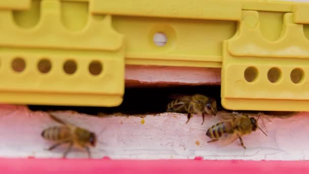 Bijen Kruipen Een Korf Houten Kozijnen Met Honing Honingraten Zijn — Stockvideo