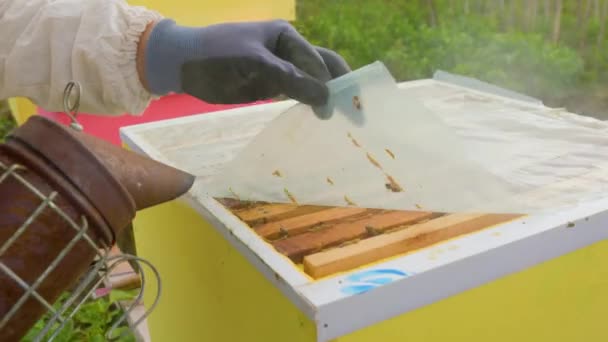 Arı Yetiştiricisi Eldiven Dikkatlice Bir Bal Çerçevesi Çıkarıp Inceler Aile — Stok video