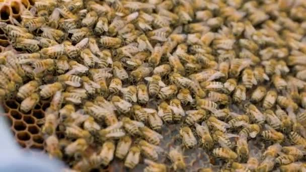 ミツバチの巣枠を閉じ 蜂蜜と昆虫でいっぱいの巣枠を作ります アピアが豊富だ ミツバチのコミュニティは24時間体制で蜂蜜を生産しています — ストック動画