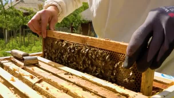 一个穿着防护服和手套的养蜂人在绿色灌木丛的背景下把蜜蜂从蜂蜜框架中拖出来 自然界中的生态蚜虫 提取蜂蜜 养蜂业 — 图库视频影像