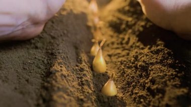 Çiftçilerin eline balkabağı tohumlarını toprağa ekme tohumların ekildiği verimli toprağa, siyah toprağa seçici bir odak ile yetiştirme. Doğal Organik Toprak Tarım. gün doğumu ışığı