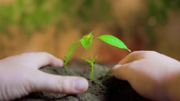 Közelről Gyönyörű Fiatal Növény Amely Gondozza Férfi Kezét Felismerhetetlen Palánták — Stock videók