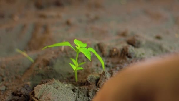 紧紧抓住人的手 用铲子在地上挖树苗 人类的手无法辨认地照料着幼小的植物 农业的概念 — 图库视频影像