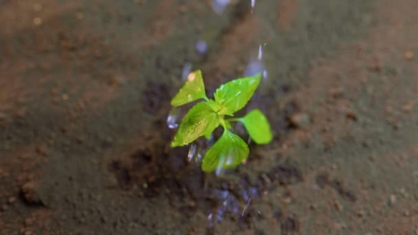 Μεγάλα Σταγονίδια Νερού Πέφτουν Πάνω Πράσινα Φύλλα Μικρού Φυτού Που — Αρχείο Βίντεο