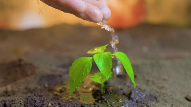 Вид Спереди Маленькое Зеленое Растение Листьями Выросло Земли Налилась Вода — стоковое видео