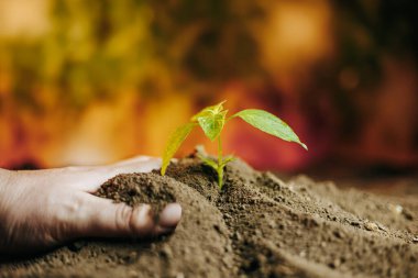 Blurred, selective focus, farmer hand unrecognizable put green seedlings in fertile soil. Farm ground good for harvest. agriculture environmental protection. Agriculture, gardening, ecology concept. clipart