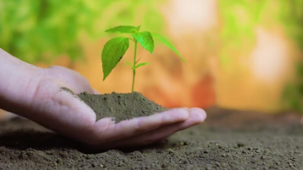 Garstka Ziemi Zielonym Kiełkiem Rękach Rolników Tle Żyznej Gleby Rozmyte — Wideo stockowe
