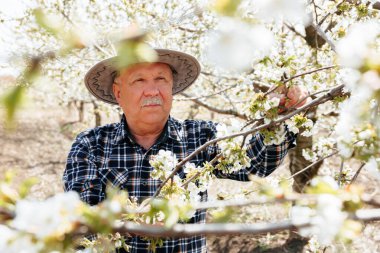 Şapkalı yaşlı bir çiftçi bahçesindeki çiçekleri kontrol ediyor. Güzel ve başarılı bir bahçıvan meyve bahçesi ağaçlarını inceler.
