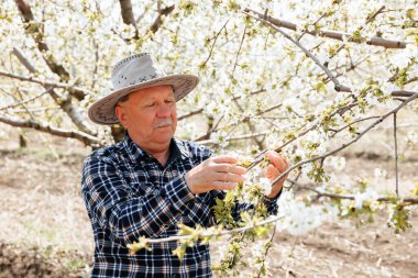 Çiçek açan ağaçlarıyla meyve bahçesinde şapka işçisi olan yaşlı çiftçi çiçek dallarını kontrol ediyor. Çiftçi resimlerinde gerçek insanlar var.