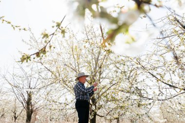 Kafkas kıdemli çiftçi meyve bahçesindeki meyve ağacındaki çiçekleri analiz ediyor. Organik bahçesinde şapkası olan yaşlı bir adamın portresi, gerçek insanlar.