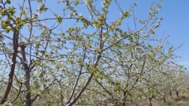 Springtime Tree Flowers, Beautiful nature scene with blooming tree. Spring flowers in orchard. Inspirational spring flowers and blooming tree blossom.