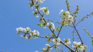 Bahar Ağacı Çiçekleri 'ni kapatın. Çiçek açan ağaçlı güzel doğa sahnesi. Meyve bahçesinde bahar çiçekleri. İlham verici bahar çiçekleri ve çiçek açan ağaçlar..