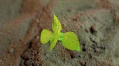 Top view small green plant has grown out of ground, wind is blowing on it, green leaves swaying. Farmer began to squeeze seedlings. Need plant field. Blurred background selective focus. Young plant.