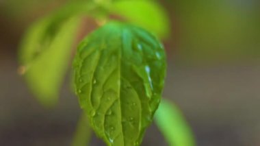 Close up of green leaf of plant, water pouring from above, watering plant. Planting irrigation. Concept of farming, horticulture. Garden. Large drops of water. Macro photography. Front View.