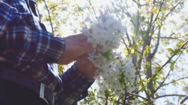 Close up view of farmer male hands which examining the flowers on the fruit tree in orchard. real people