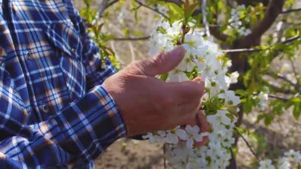 木々の上の花を分析する農家の男性の手のビューを閉じます 技術コンセプトの農業製品産業 — ストック動画