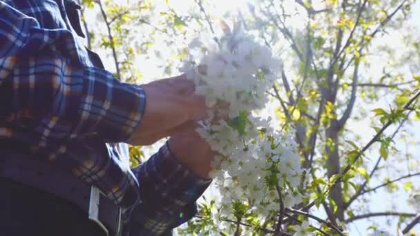 果樹園の果樹に花を調べる農家の男性の手のビューを閉じます 本物の人々 — ストック動画