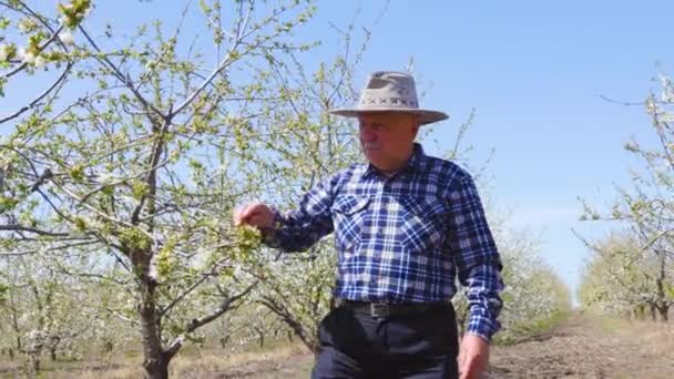 Gammal Bonde Med Hattarbetare Fruktträdgård Med Blommande Träd Kontrollerar Blomstergrenar — Stockvideo