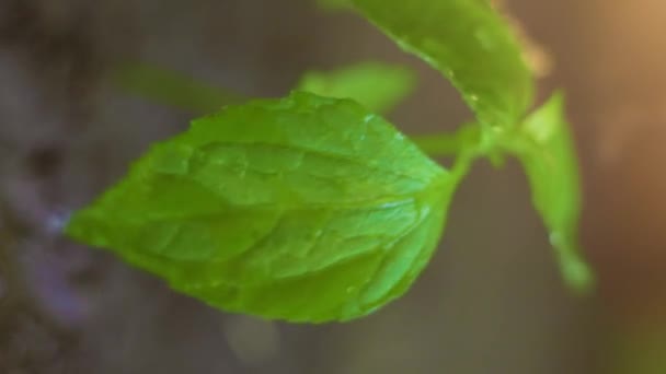 Πότισμα Κλείσιμο Άρδευσης Των Φυτών Ρεύμα Του Νερού Αγγίζει Πράσινο — Αρχείο Βίντεο