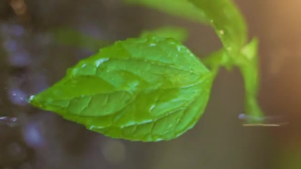 明亮的绿色树苗被强大的水流浇灌 潮湿的土壤 潮湿的叶子 水滴落下来 照料植物 — 图库视频影像