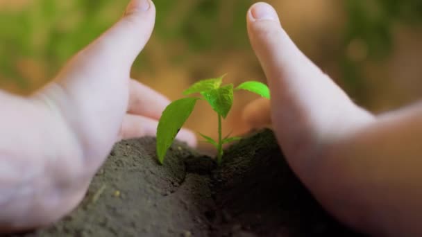 Неузнаваемые Руки Человека Посыпать Землю Маленькое Зеленое Растение Закрыть Фермер — стоковое видео