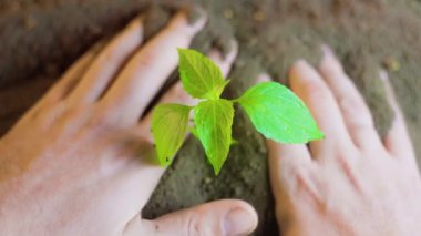 Human hands help plant to strengthen, plant stem with earth. Unrecognizable hands of man against background of earth and green plant. Concept of farming, concept of emergence of new life. Man, 