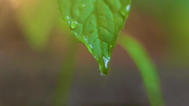 Blurred Background Selective Focus Huge Drop Water Flows Green Leaf — Video Stock