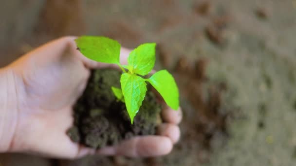 Farmer Hand Fertile Soil Plant Unrecognizable Close Agriculture Concept Farmer — Wideo stockowe