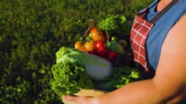 Close up farmer woman holding a wooden box with organic vegetables and walk. woman agriculturist in a shirt walking. Agriculture farming harvest, Agriculture business concept.