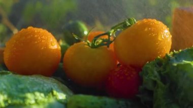group of a vegetable, tomato with green tail in drops of water Macro shot of fresh tomato with moisture droplets. Wet vegetable for screensaver and wallpaper. close up on fresh tomato with water drop