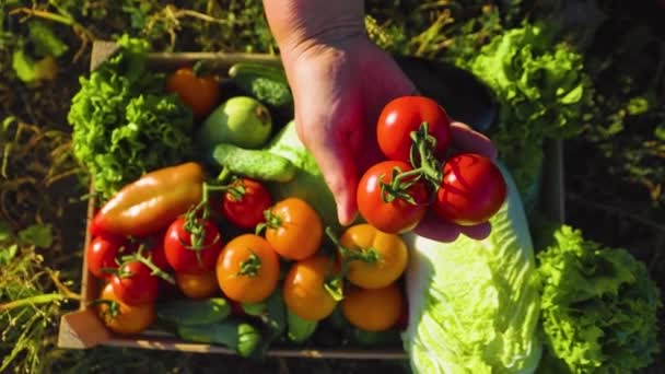 Hands Farmer Showing Colorful Tomatoes Vegetables Box Agriculture Worker Examining — ストック動画