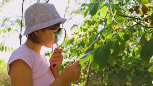Cute Adorable Caucasian Girl Kid Looking Tree Forest Magnifying Glass — Stock Video