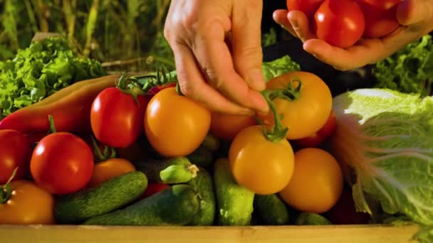 Top View Close Woman Farmer Hands Collects Tomatoes Greenhouse Puts — Wideo stockowe