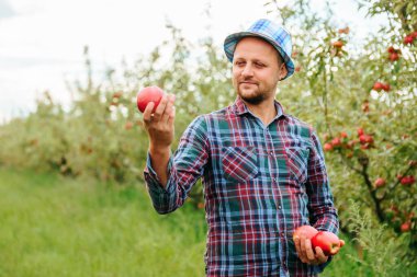 A young guy farmer proudly looks at the apples in his hands and smiles. A successful man harvests his own apple orchard. Fruit farms bring a lot of income. Blurred background.