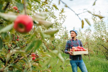 Front view young farmer orchard worker smiling looking into the distance holding a box with a crop of apples in his hands. The fruit picker rejoices in a rich harvest. Copy space, blurred background.