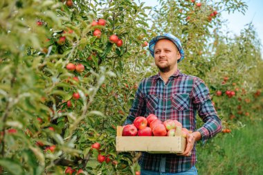 Young man farmer holding a crate of apples in the garden front view looking away smiling cheerfully happy. Adult guy harvesting red apples, holding crate with fruits in orchard. Blurred background.