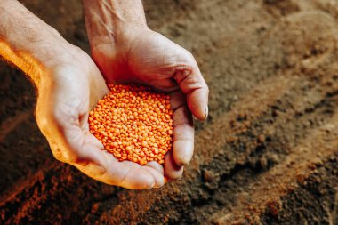 A pair of hands, seen from the top view, holding a seed with care, preparing to plant it in the rich and fertile ground below.