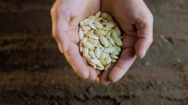 A top view of a farmers hands holding a seed, getting ready to plant it in the soil, in a picture of authentic agricultural life.