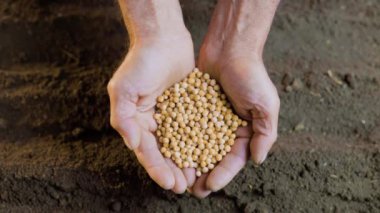 The close-up view of weathered hands holding a seed before planting it in the soil.