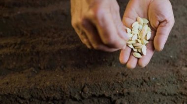 close-up photo shows the hands of a senior farmer holding a handful of seeds against the backdrop of rich soil.