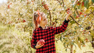 child are carefully picking ripe apples in a beautiful orchard. The childs bright smile expression show the joy of their harvest. The warm sunlight and the verdant surroundings